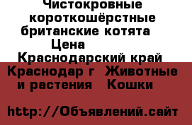 Чистокровные короткошёрстные британские котята  › Цена ­ 5 000 - Краснодарский край, Краснодар г. Животные и растения » Кошки   